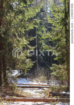 Trunk trees that was cut down because they fell on a forest road during a winter storm. High quality photo Trunk trees that was cut down because they fell on a forest road during a winter storm. High quality photo 120694306