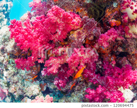 A drop-off where sea lions and other fish grow, with schools of anthias, blue-green damselfish and other fish. Nakagi Hirizo Beach, Minamiizu Town, Kamo District A drop-off where sea lions and other fish grow, with schools of anthias, blue-green damselfish and other fish. Nakagi Hirizo Beach, Minamiizu Town, Kamo District 120694475