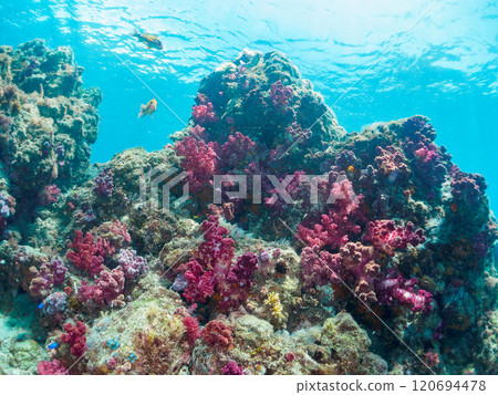 A drop-off where sea lions and other fish grow, with schools of anthias, blue-green damselfish and other fish. Nakagi Hirizo Beach, Minamiizu Town, Kamo District 120694478