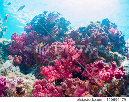 A drop-off where sea lions and other fish grow, with schools of anthias, blue-green damselfish and other fish. Nakagi Hirizo Beach, Minamiizu Town, Kamo District A drop-off where sea lions and other fish grow, with schools of anthias, blue-green damselfish and other fish. Nakagi Hirizo Beach, Minamiizu Town, Kamo District 120694479