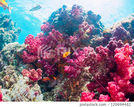 金魚、雀鯛等海脊等的棲息地 加茂區南伊豆町中木埼三海水浴場 120694482