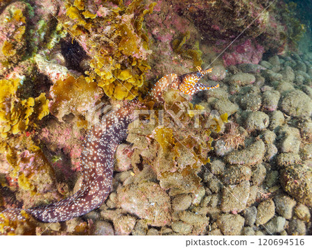 一種大型且美麗的海鰻（海鰻科），生活在水下洞穴中。靜岡縣伊豆半島加茂郡南伊豆町中木埼浜 120694516