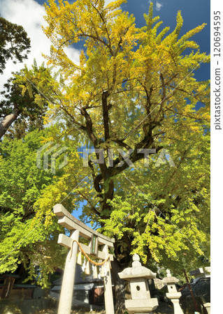 Kamo Shrine (Ginkgo) [Kinokawa City, Wakayama Prefecture] 120694595
