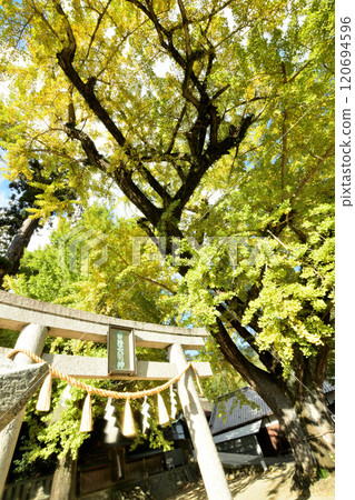 Kamo Shrine (Ginkgo) [Kinokawa City, Wakayama Prefecture] 120694596