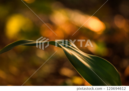 <Dawn Scenery> Agave in Abumise <Dawn Scenery> Agave in Abumise 120694612