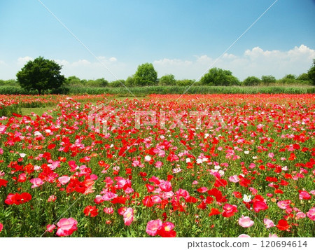 Poppy fields along the Edogawa River in early summer Poppy fields along the Edogawa River in early summer 120694614