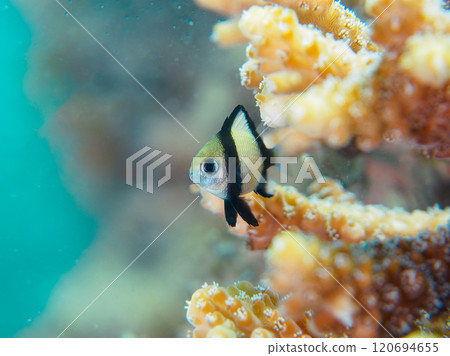 Cute juveniles of the two-striped Ryukyu Damselfish (Pomacentridae) that live in table corals, etc., at Izu Nakagi Hirizo Beach 120694655