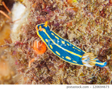 A beautiful green sea slug (family Neomycota). Nakagi Hirizo Beach, Minamiizu-cho, Kamo-gun, Izu Peninsula, Shizuoka Prefecture, 2024 120694673