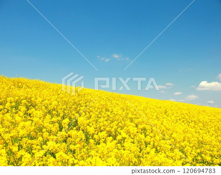 Spring scenery of the Edogawa River bank with rape blossoms in bloom 120694783