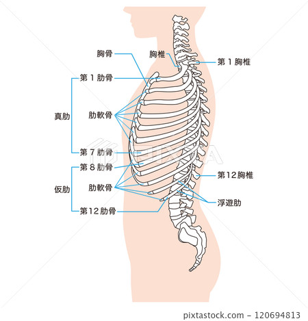 肋骨和胸椎的結構骨骼側視圖醫學 120694813