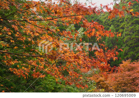 Western Oirase: Akanishi Valley 120695009