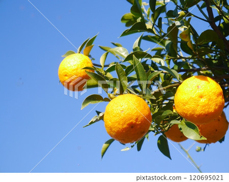 Yuzu harvest, citrus, organic cultivation Yuzu harvest, citrus, organic cultivation 120695021