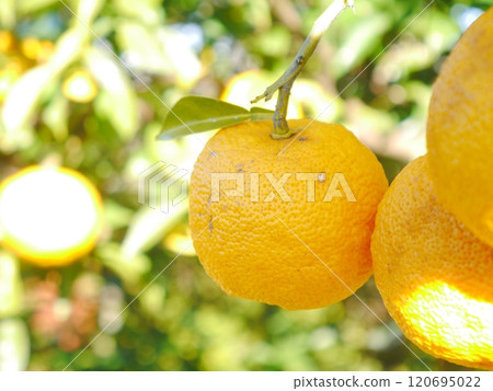 Yuzu harvest, citrus, organic cultivation Yuzu harvest, citrus, organic cultivation 120695022
