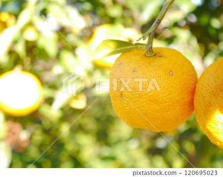 Yuzu harvest, citrus, organic cultivation Yuzu harvest, citrus, organic cultivation 120695023
