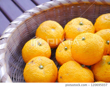 Yuzu harvest, citrus, organic cultivation Yuzu harvest, citrus, organic cultivation 120695037