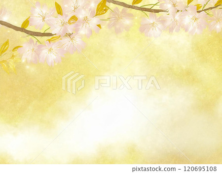 Watercolor simple gold background cherry blossom material 120695108