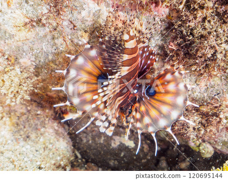 A juvenile giraffe (Scorpaenidae) with beautiful spread wings. Nakagi Hirizo Beach, Minamiizu-cho, Kamo-gun, Izu Peninsula, Shizuoka Prefecture 120695144
