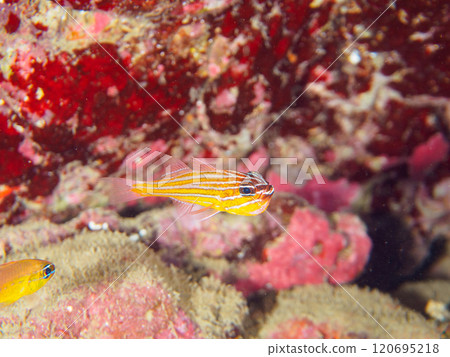 一群美麗的黃花鳥將卵含在嘴裡並保護它們，直到它們孵化。 120695218