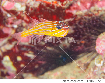 一群美麗的黃花鳥將卵含在嘴裡並保護它們，直到它們孵化。 120695220