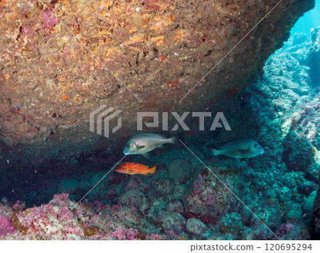 A large and beautiful yellow porgy (family: grunt) in an underwater cave. A large and beautiful red spotted grouper (family: spammer). Hirizo Beach, Nakagi, Izu. A large and beautiful yellow porgy (family: grunt) in an underwater cave. A large and beautiful red spotted grouper (family: spammer). Hirizo Beach, Nakagi, Izu. 120695294