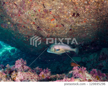 一種生活在水下洞穴中的大型且美麗的科羅代(Gruntidae)。 又大又漂亮的紅石斑魚(石斑魚家族)。伊豆中木埼三海灘 一種生活在水下洞穴中的大型且美麗的科羅代(Gruntidae)。 又大又漂亮的紅石斑魚(石斑魚家族)。伊豆中木埼三海灘 120695296