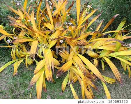 Autumn leaves of lily of the valley and chrysanthemums Autumn leaves of lily of the valley and chrysanthemums 120695323
