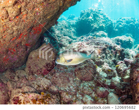 A large and beautiful porgy (family: grunt) and others in an underwater cave. Nakagi Hirizo Beach, Minamiizu-cho, Kamo-gun, Izu Peninsula, Shizuoka Prefecture, 2024 A large and beautiful porgy (family: grunt) and others in an underwater cave. Nakagi Hirizo Beach, Minamiizu-cho, Kamo-gun, Izu Peninsula, Shizuoka Prefecture, 2024 120695682