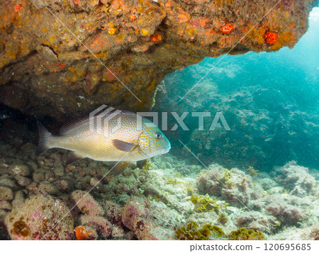 A large and beautiful porgy (family: grunt) and others in an underwater cave. Nakagi Hirizo Beach, Minamiizu-cho, Kamo-gun, Izu Peninsula, Shizuoka Prefecture, 2024 A large and beautiful porgy (family: grunt) and others in an underwater cave. Nakagi Hirizo Beach, Minamiizu-cho, Kamo-gun, Izu Peninsula, Shizuoka Prefecture, 2024 120695685
