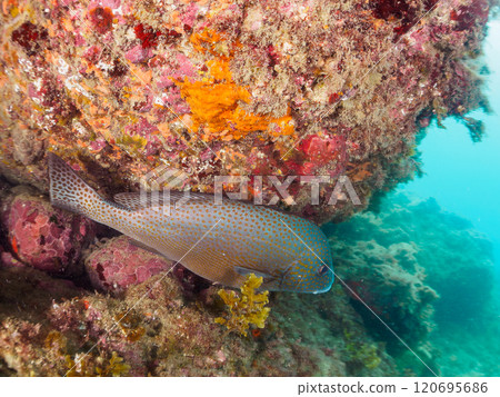 A large and beautiful porgy (family: grunt) and others in an underwater cave. Nakagi Hirizo Beach, Minamiizu-cho, Kamo-gun, Izu Peninsula, Shizuoka Prefecture, 2024 120695686