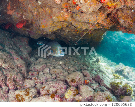 A large and beautiful porgy (family: grunt) and others in an underwater cave. Nakagi Hirizo Beach, Minamiizu-cho, Kamo-gun, Izu Peninsula, Shizuoka Prefecture, 2024 120695688