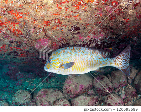 A large and beautiful porgy (family: grunt) and others in an underwater cave. Nakagi Hirizo Beach, Minamiizu-cho, Kamo-gun, Izu Peninsula, Shizuoka Prefecture, 2024 A large and beautiful porgy (family: grunt) and others in an underwater cave. Nakagi Hirizo Beach, Minamiizu-cho, Kamo-gun, Izu Peninsula, Shizuoka Prefecture, 2024 120695689