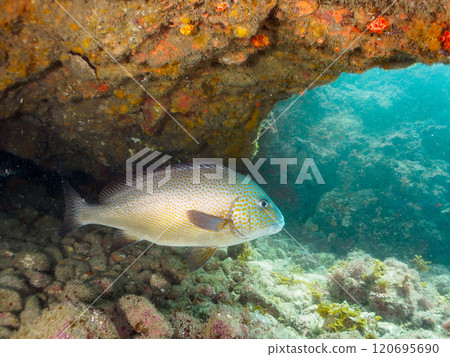 A large and beautiful porgy (family: grunt) and others in an underwater cave. Nakagi Hirizo Beach, Minamiizu-cho, Kamo-gun, Izu Peninsula, Shizuoka Prefecture, 2024 A large and beautiful porgy (family: grunt) and others in an underwater cave. Nakagi Hirizo Beach, Minamiizu-cho, Kamo-gun, Izu Peninsula, Shizuoka Prefecture, 2024 120695690