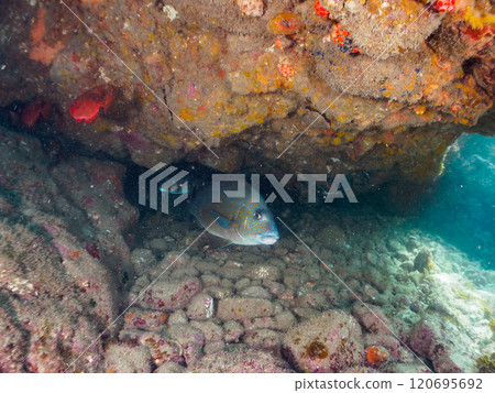 A large and beautiful porgy (family: grunt) and others in an underwater cave. Nakagi Hirizo Beach, Minamiizu-cho, Kamo-gun, Izu Peninsula, Shizuoka Prefecture, 2024 120695692