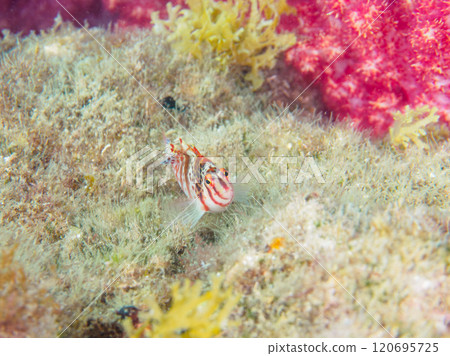 Cute juvenile Sarasa Hawkfish (Family: Hawkfish) and others. Nakagi Hirizo Beach, Minamiizu-cho, Kamo-gun, Izu Peninsula, Shizuoka Prefecture, 2024 Cute juvenile Sarasa Hawkfish (Family: Hawkfish) and others. Nakagi Hirizo Beach, Minamiizu-cho, Kamo-gun, Izu Peninsula, Shizuoka Prefecture, 2024 120695725