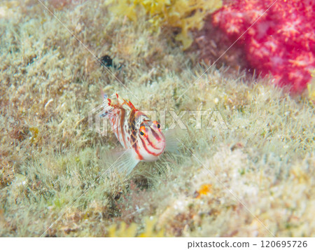 Cute juvenile Sarasa Hawkfish (Family: Hawkfish) and others. Nakagi Hirizo Beach, Minamiizu-cho, Kamo-gun, Izu Peninsula, Shizuoka Prefecture, 2024 Cute juvenile Sarasa Hawkfish (Family: Hawkfish) and others. Nakagi Hirizo Beach, Minamiizu-cho, Kamo-gun, Izu Peninsula, Shizuoka Prefecture, 2024 120695726