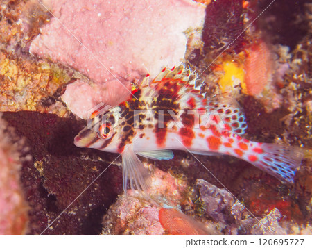 可愛的小薩拉薩貢貝(貢貝科家族)等等。 靜岡縣伊豆半島加茂郡南伊豆町中木広濱2024 可愛的小薩拉薩貢貝(貢貝科家族)等等。 靜岡縣伊豆半島加茂郡南伊豆町中木広濱2024 120695727