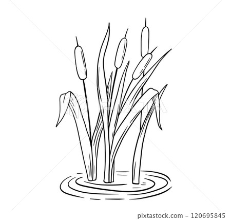 Outline river reed in water, wetland cattail, lake grass, hand drawn isolated illustration 120695845