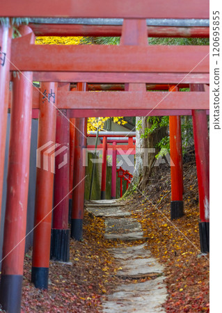 秋天的高野山,清高稻荷神社的參道 秋天的高野山,清高稻荷神社的參道 120695855