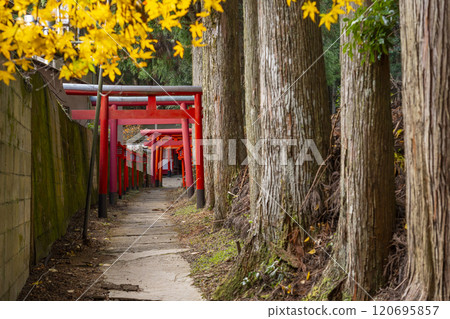 秋天的高野山,清高稻荷神社的參道 秋天的高野山,清高稻荷神社的參道 120695857