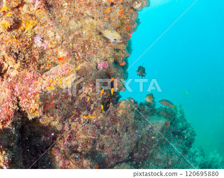 A drop-off where sea lions and other fish grow, with schools of anthias, damselfish and other fish. Nakagi Hirizo Beach, Minamiizu-cho, Kamo-gun, Izu A drop-off where sea lions and other fish grow, with schools of anthias, damselfish and other fish. Nakagi Hirizo Beach, Minamiizu-cho, Kamo-gun, Izu 120695880