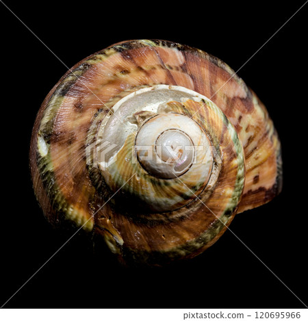 Close-Up of Turbo petholatus Shell on Black background Close-Up of Turbo petholatus Shell on Black background 120695966