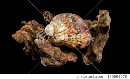 Turbo petholatus sea shell on Driftwood 120695978