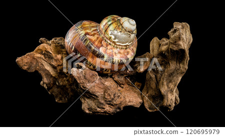 Turbo petholatus sea shell on Driftwood 120695979