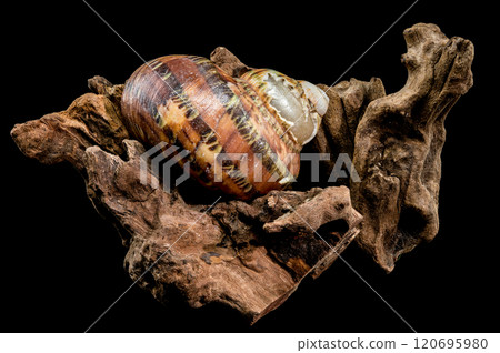 Turbo petholatus sea shell on Driftwood Turbo petholatus sea shell on Driftwood 120695980