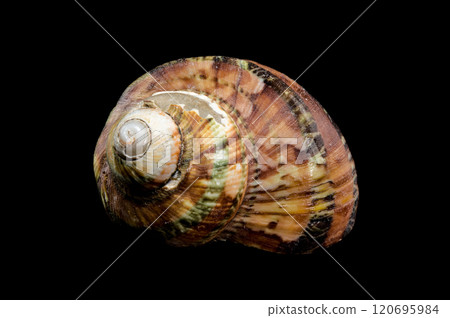 Close-Up of Turbo petholatus Shell on Black background Close-Up of Turbo petholatus Shell on Black background 120695984
