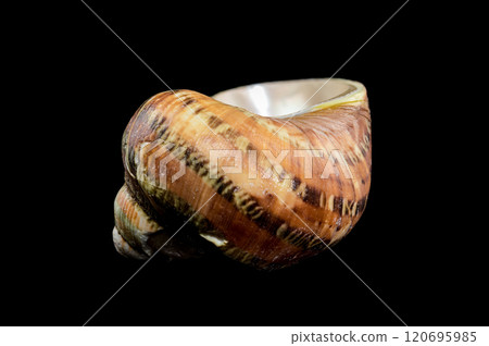 Close-Up of Turbo petholatus Shell on Black background Close-Up of Turbo petholatus Shell on Black background 120695985