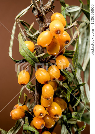 Sea Buckthorn Berries on Branch, brown background 120696006