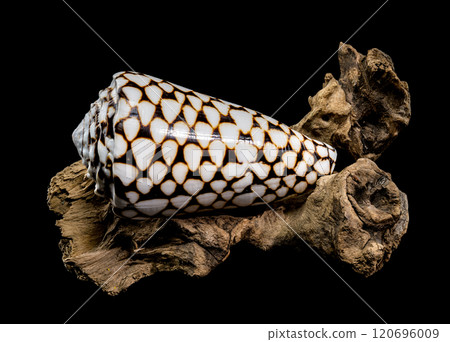 Conus Marmoreus Shell on Driftwood 120696009