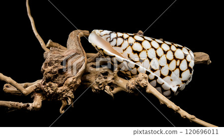 Conus Marmoreus Shell on Driftwood 120696011