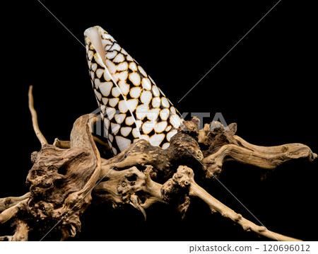 Conus Marmoreus Shell on Driftwood Conus Marmoreus Shell on Driftwood 120696012